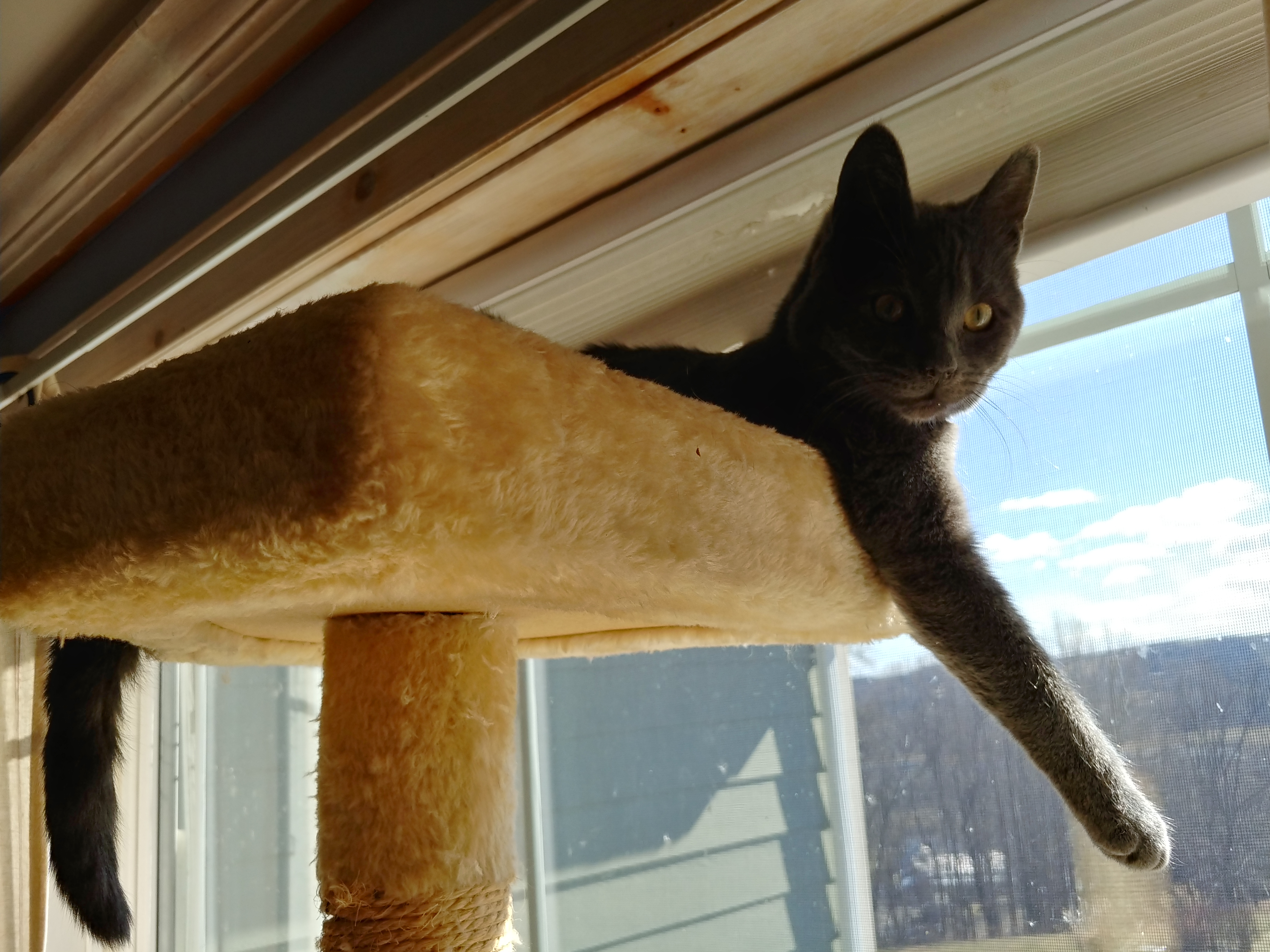 Blink top of cat tower