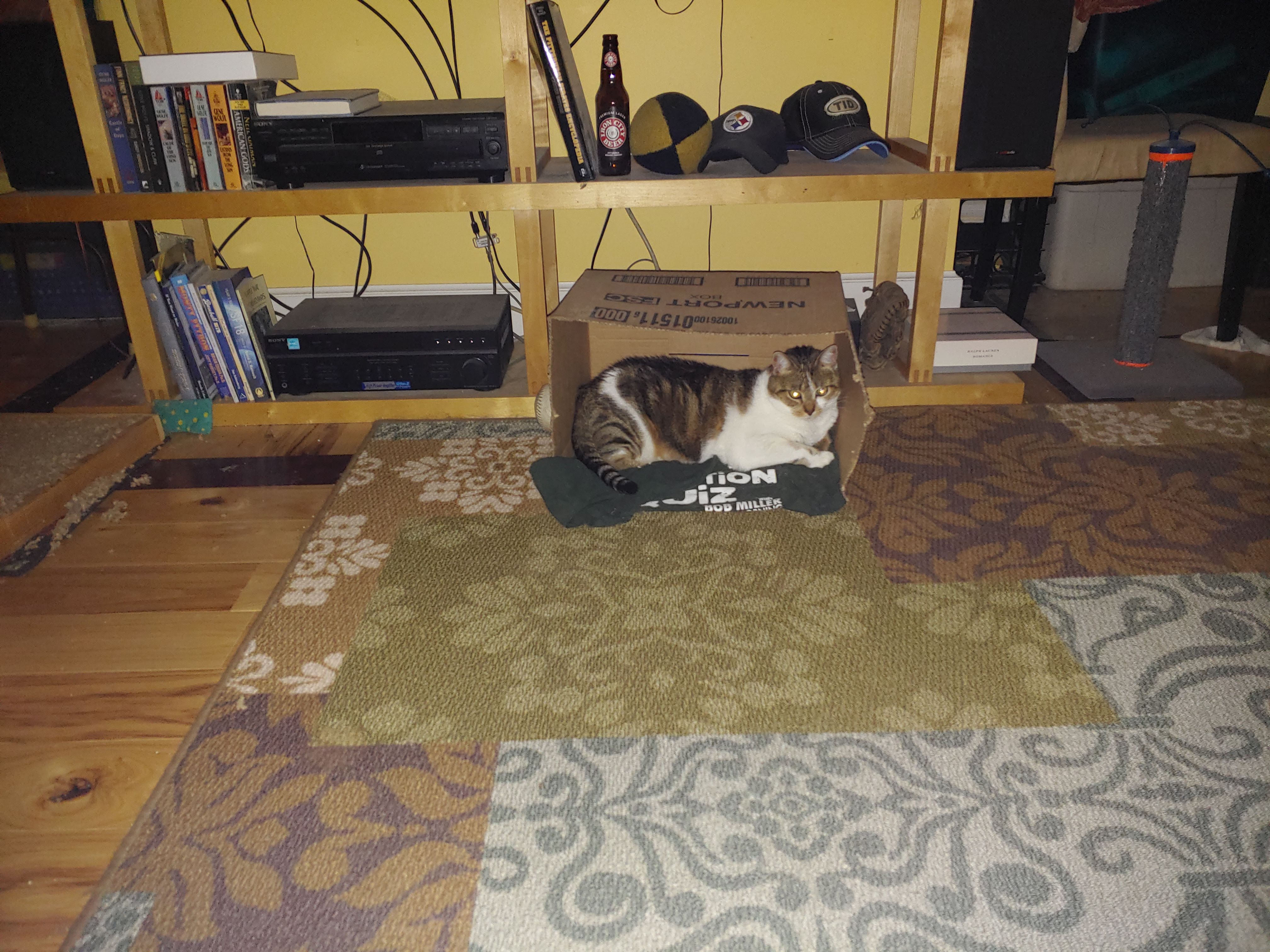 Bella in a Blink Box