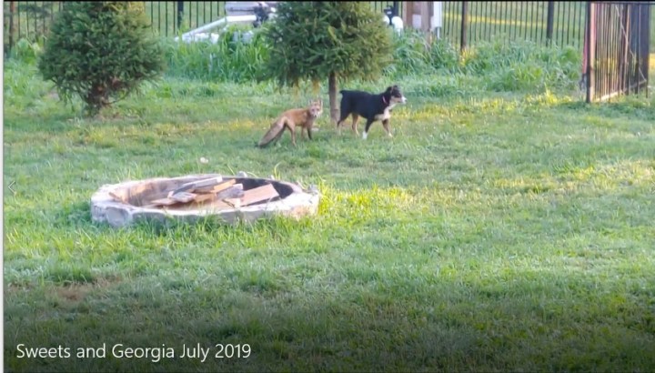 Sweets &amp; Georgia