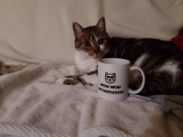 Meow Meow motherfuckers - Bella