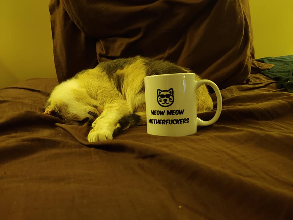 Meow Meow motherfuckers - Cricket