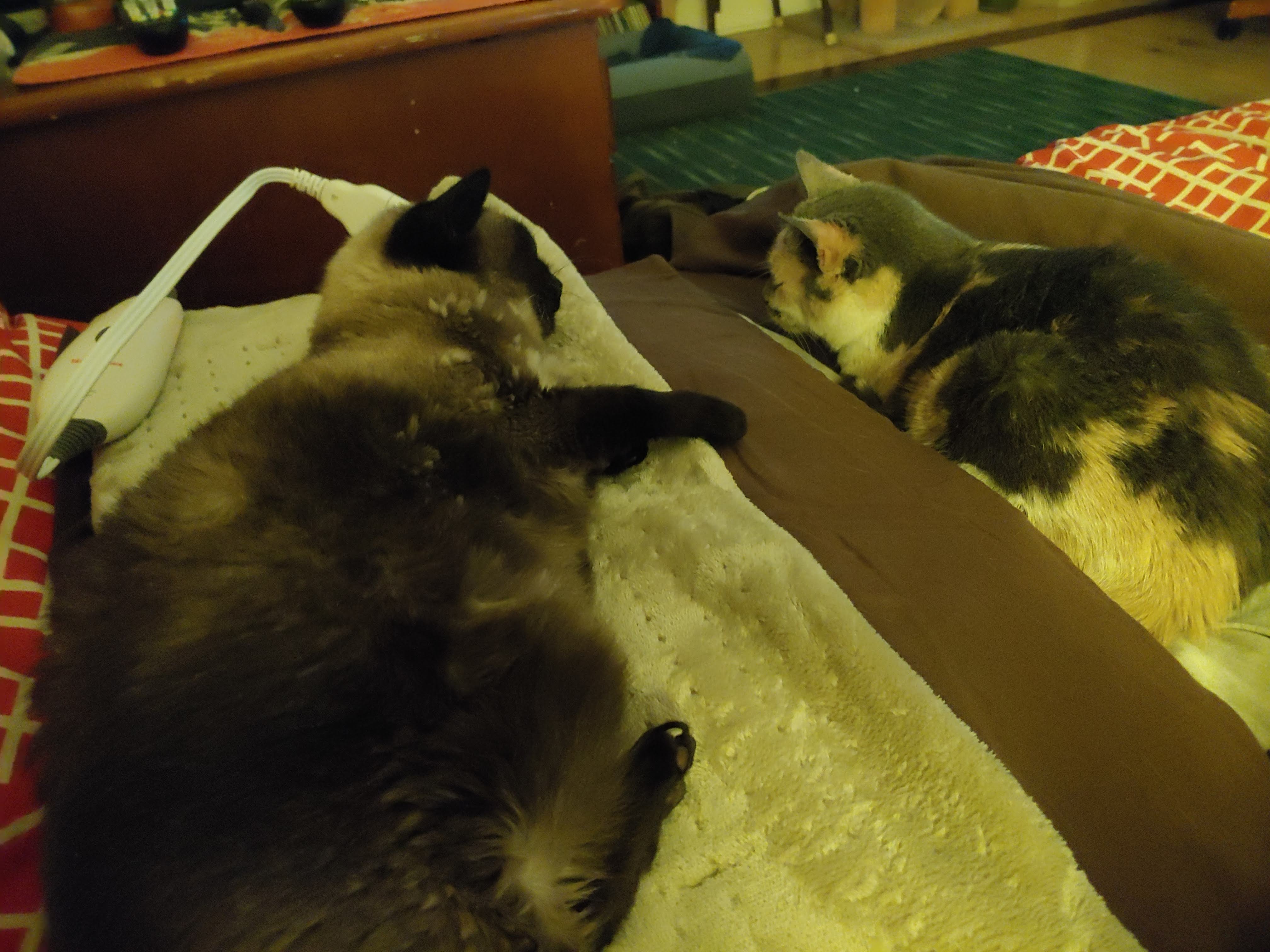 Mimi Heating Pad #1