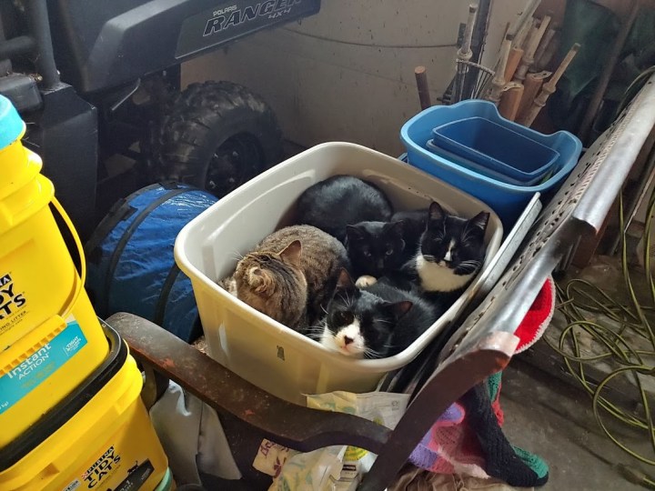 Bin O Cats - Dutch and the gang