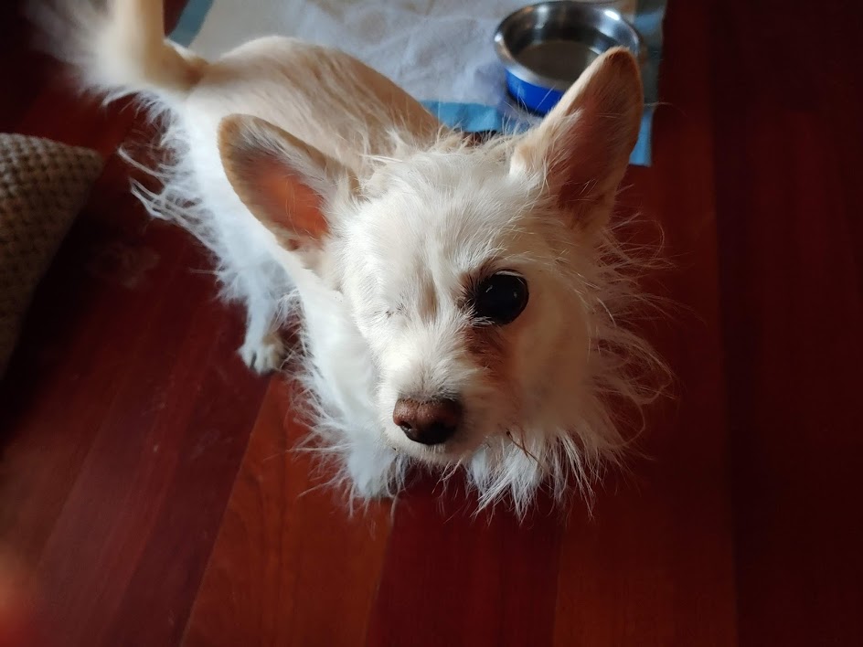 spanky the pirate