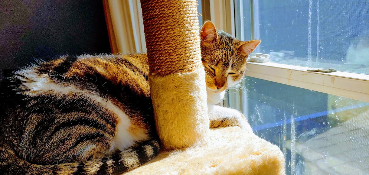 Bella in her window fancy