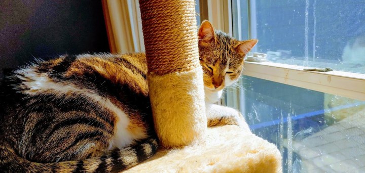 Bella in her window fancy