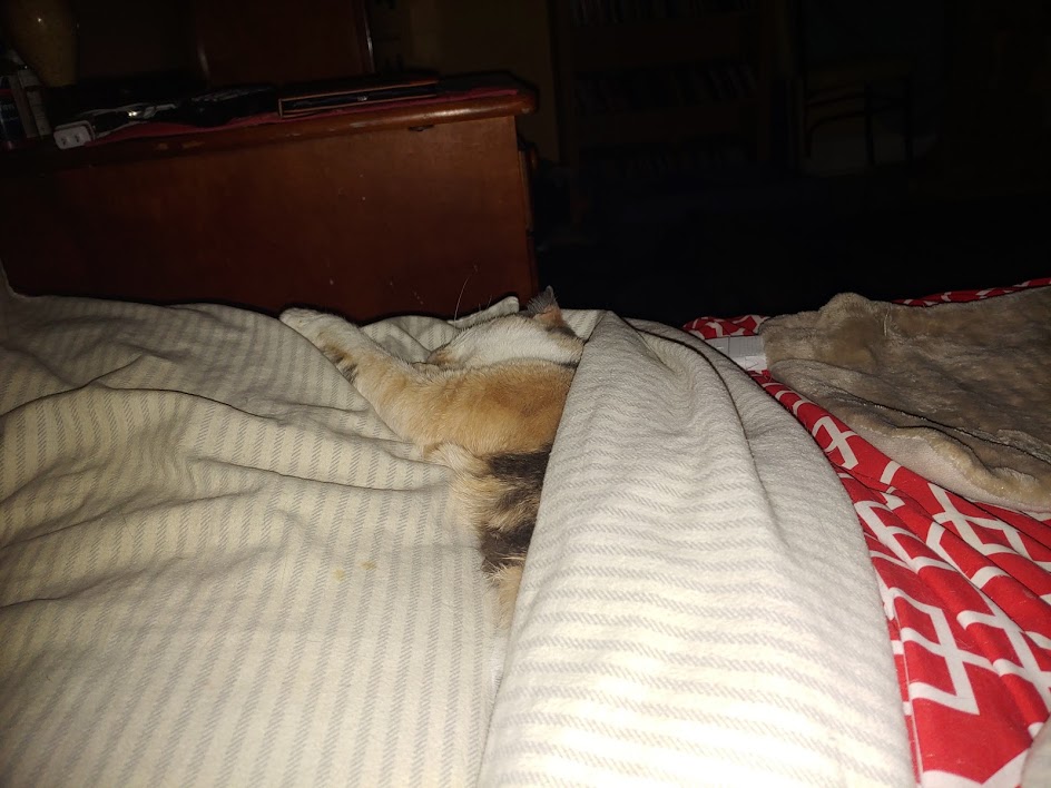 Cricket under covers