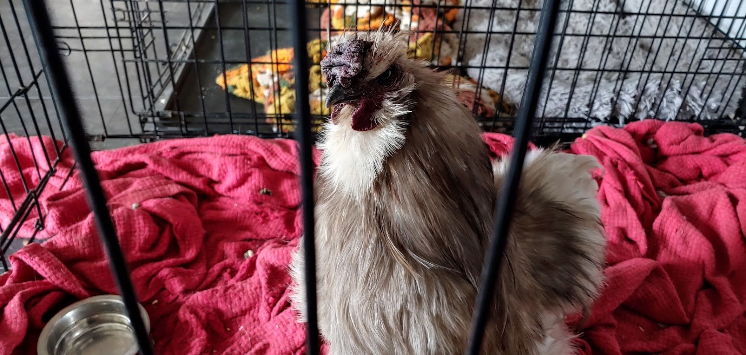 This guy rooster