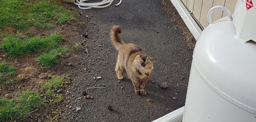 Found pretty cat 1