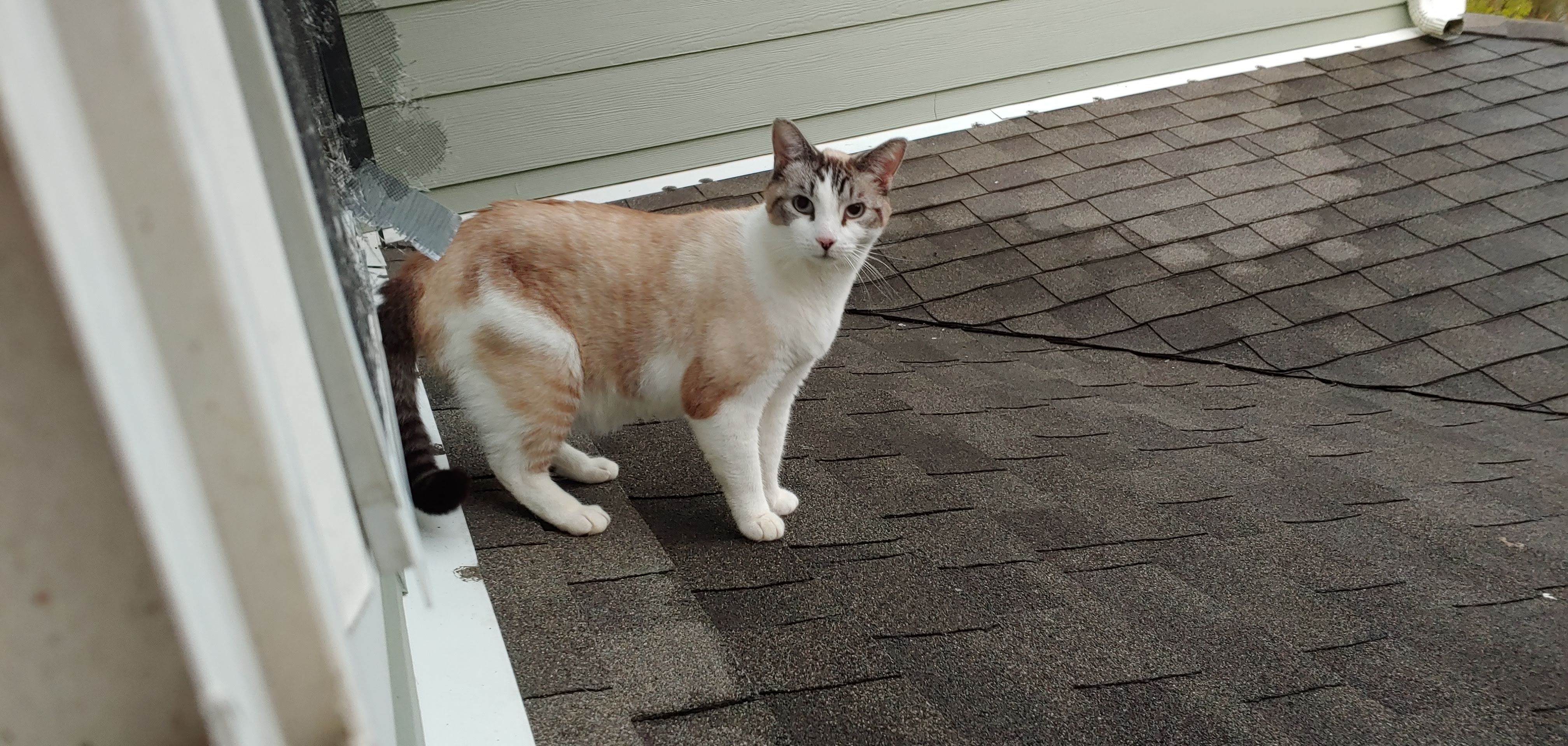 Handsome roof #2