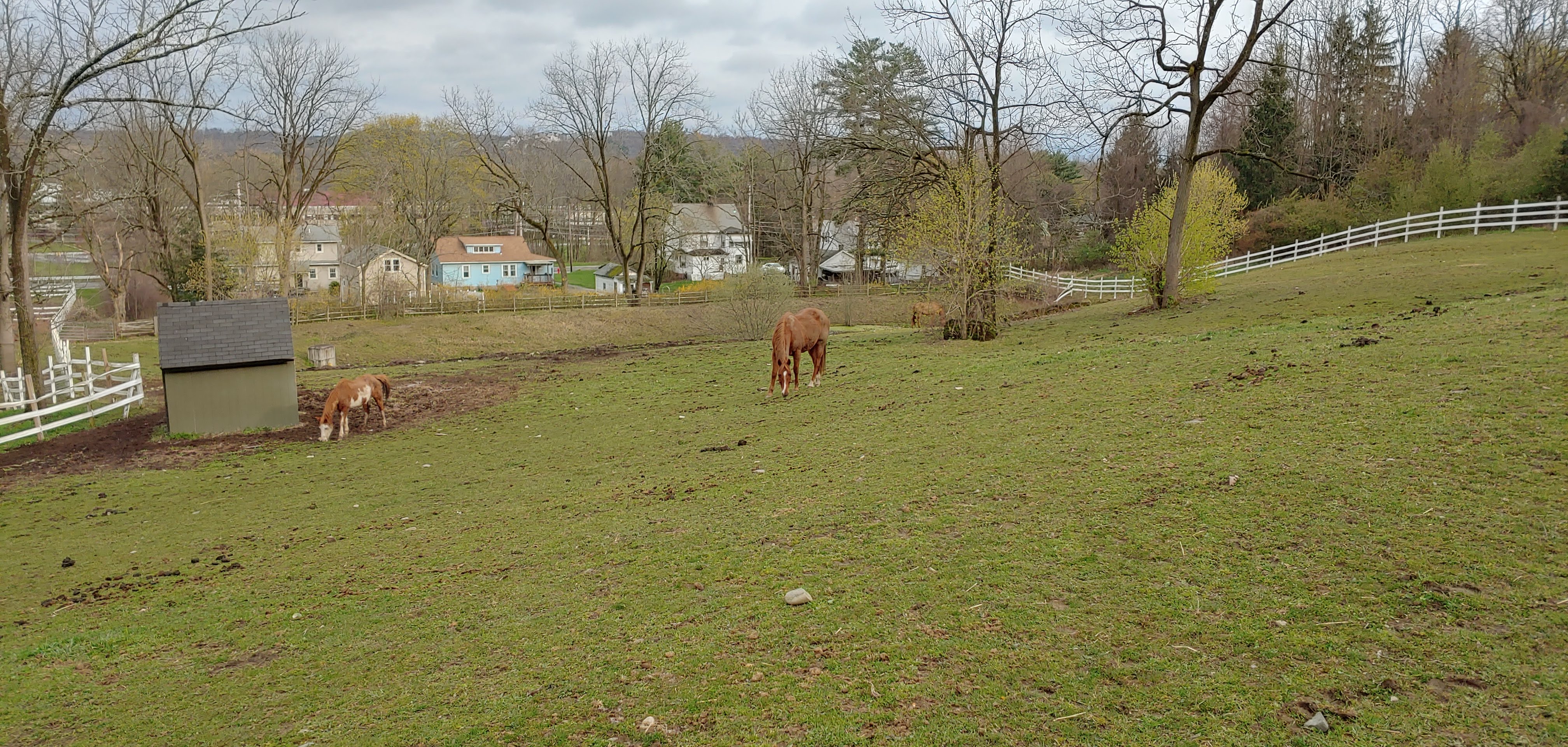 Horses HVARS