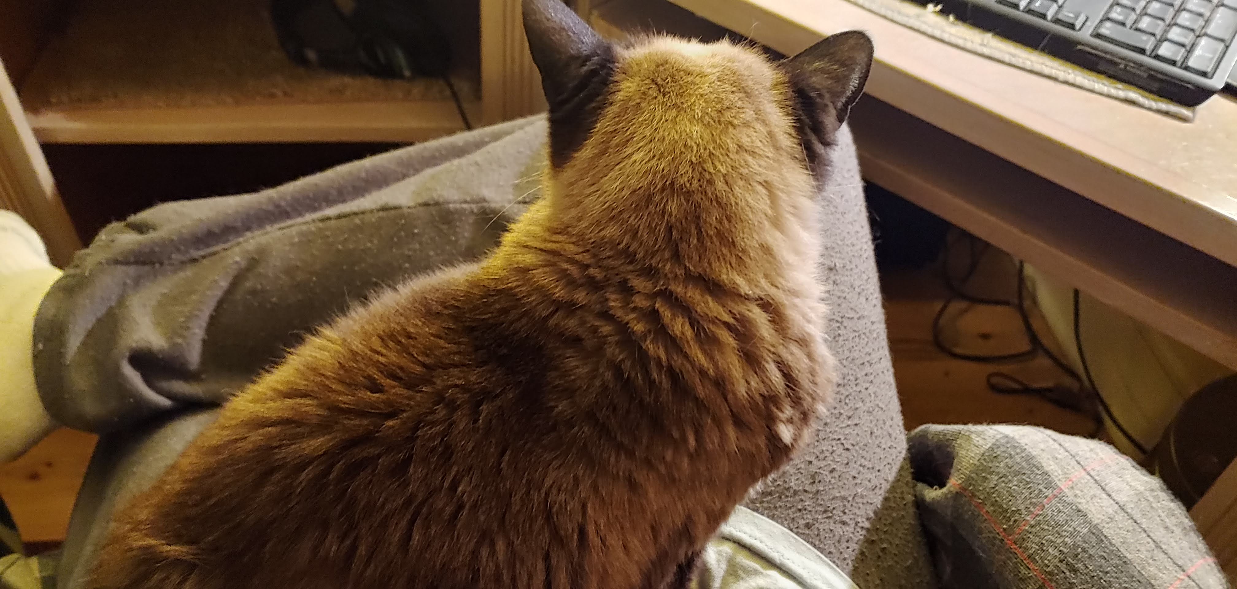Mimi pc lap