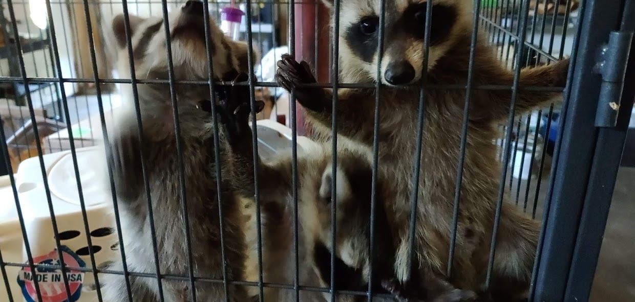 Baby Raccoon #1