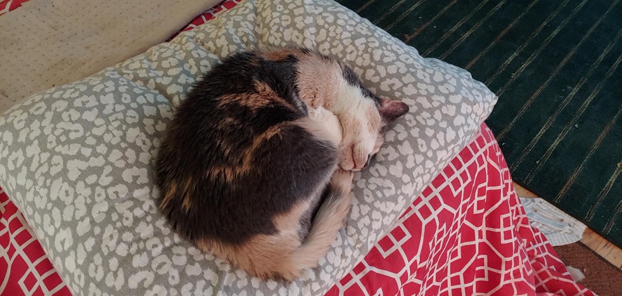 Criket the Blind Pillow