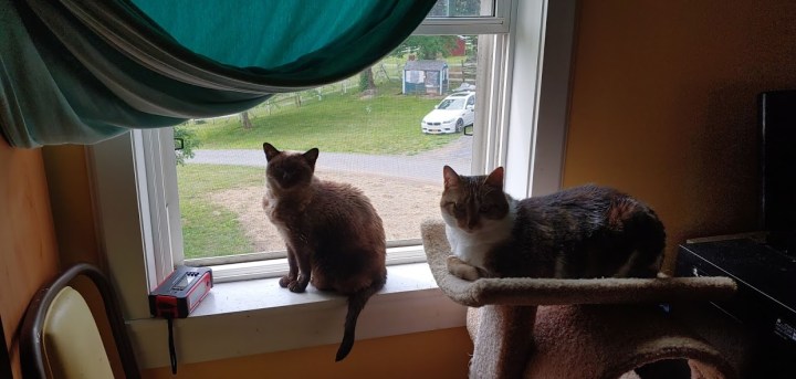 Mimi and Bella look after new doo