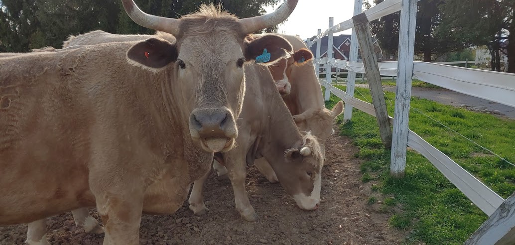 A Cow Rasberry