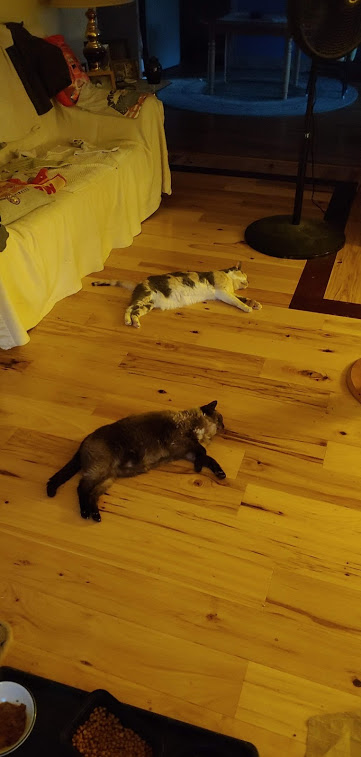 Mimi &amp; Cricket synchronized laying