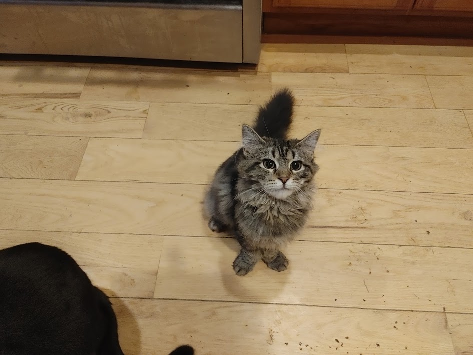 Cindy Lou Who's fat tail kitten