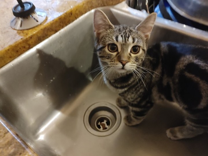 Cindy Lou Who's sink kitten