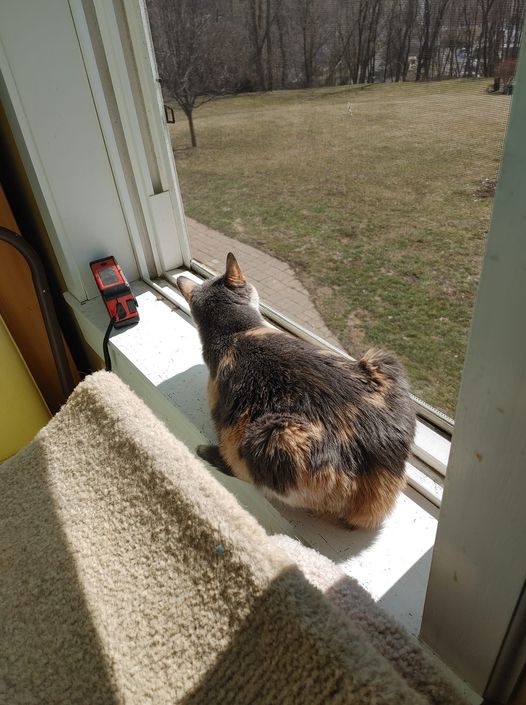 cricket spring breeze