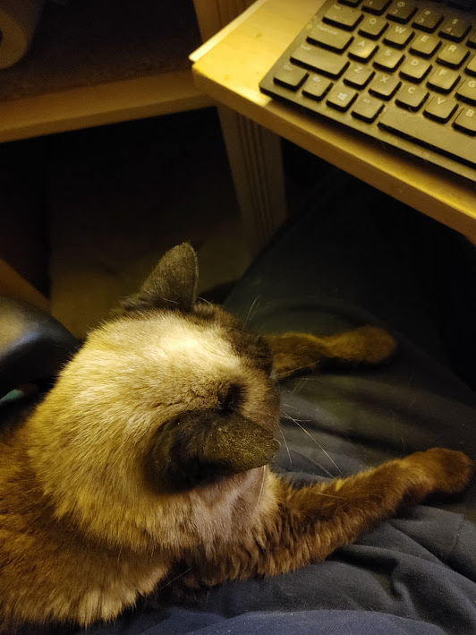 Memes and a computer lap
