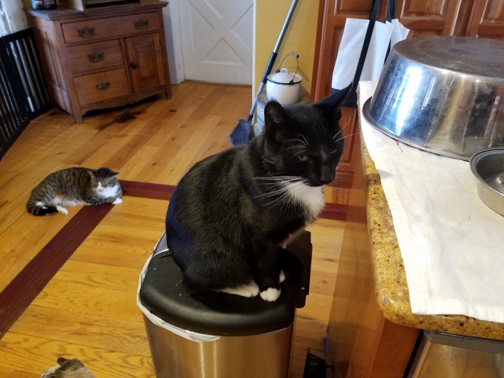 Intro’s To A New Co-Worker & Revisiting “I Didn’t Pee” (A Cujo The Cat Song)